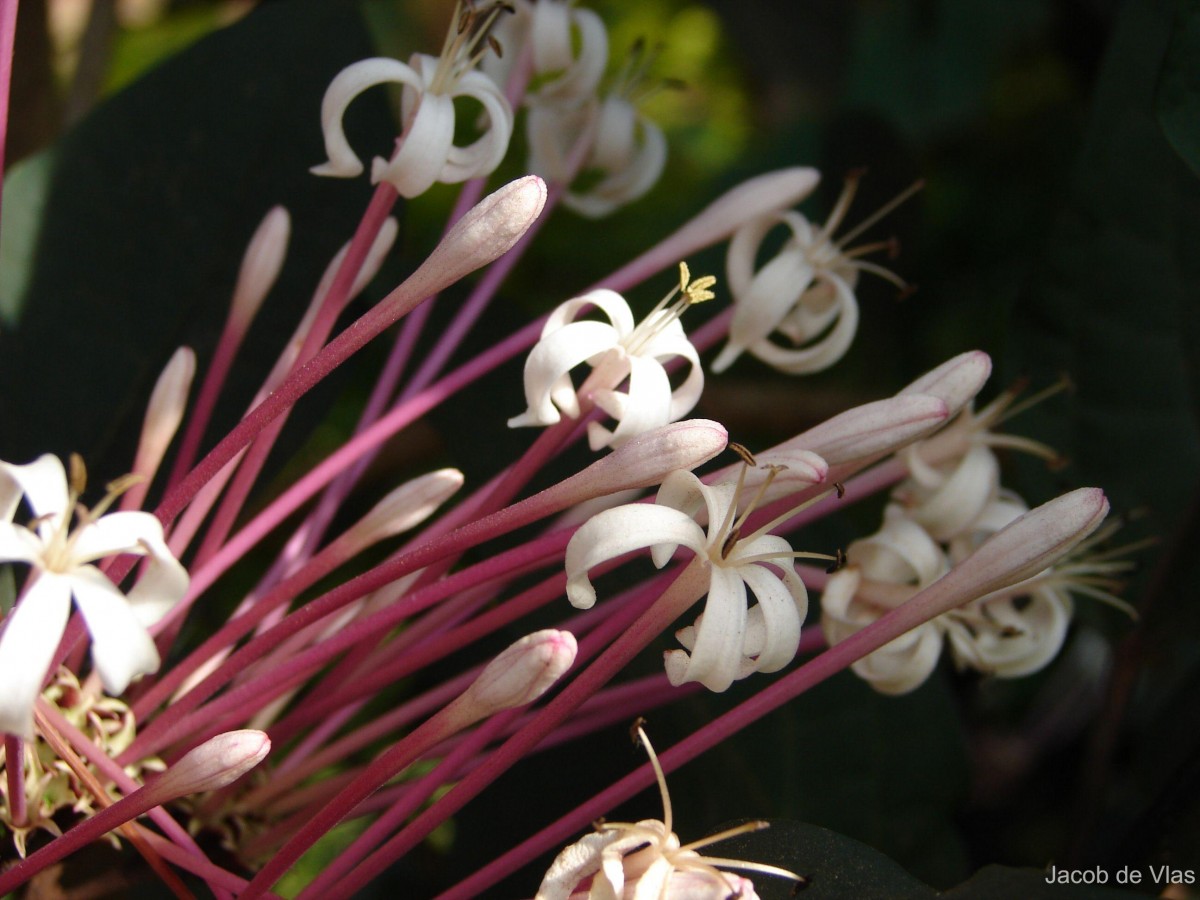 Clerodendrum quadriloculare (Blanco) Merr.